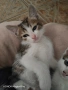 котенца, снимка 2