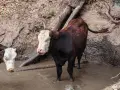 свободни телета , снимка 3