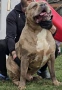 American Bully XL, снимка 1