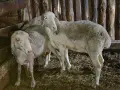 овце коч агнетаа, снимка 3