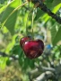 Продавам кюстендилски бели и червени череши, снимка 2