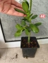 Дървото на живота , снимка 5