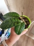 Хоя Ranauensis, снимка 1