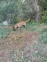 Malinova Belgiska Ovcarka, снимка 7