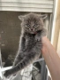 Британски котета, снимка 3