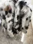 ретро кожух от козя кожа , снимка 3