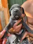 Продавам кучета Кане корсо, снимка 5