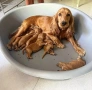 Кокер шпаньол момче и момиче, снимка 11