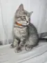 Клепоухи шотландски котета , снимка 3