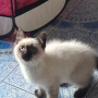 котета Регдол, снимка 2