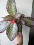 Еписция, episcia Pink Acajou, снимка 3