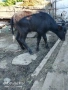 селскостопански животни , снимка 4