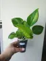 Eпипремнум, epipremnum Global Green, снимка 1