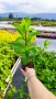Хортензия паникулата Пинки Уинки, Hydrangea paniculata Pinky Winky, снимка 7