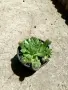 Алпийски рози и Кактуси в саксийка., снимка 2
