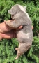 Френски булдог/French Bulldog , снимка 3