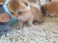 Шотландски Златни чинчили, снимка 6