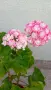 Сортово мушкато Pelargonium Appleblossom rosebud, снимка 2