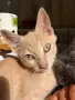 Подарявам две котета, снимка 2