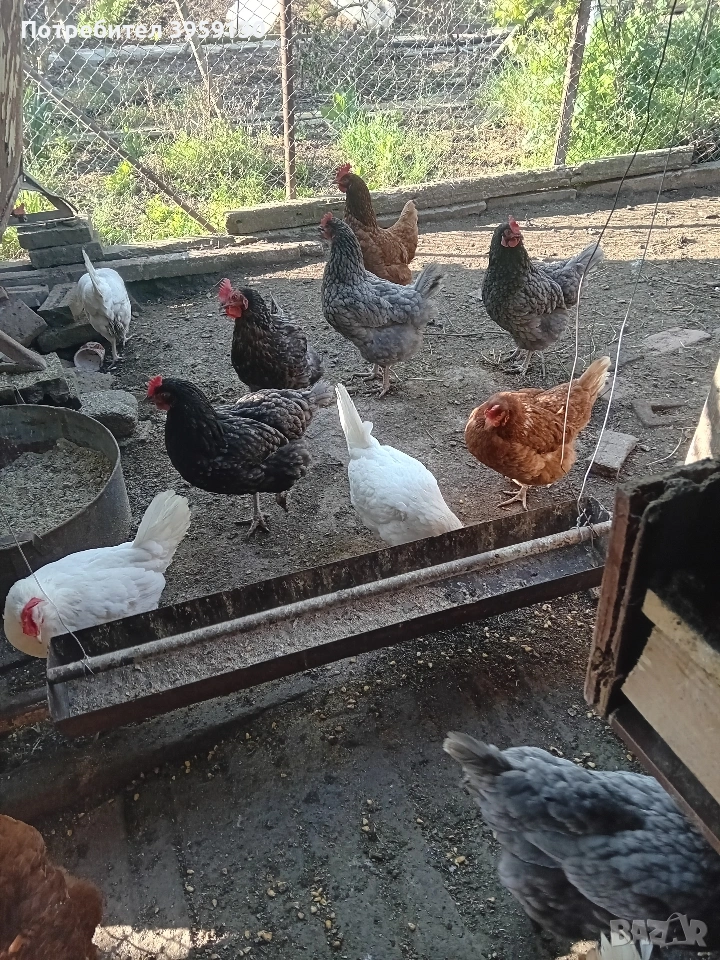 Продавам домашни кокошки. Стават за месо и яйца!, снимка 1
