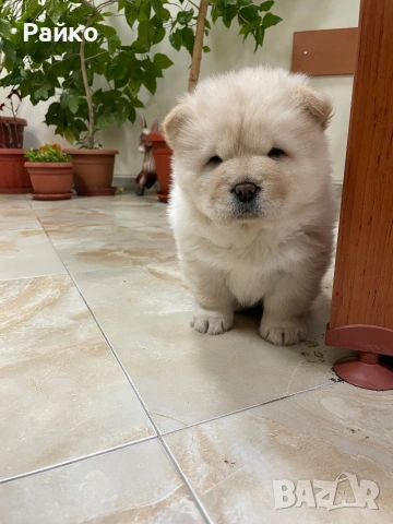 чау чау, снимка 3 - Чау Чау - 53899553