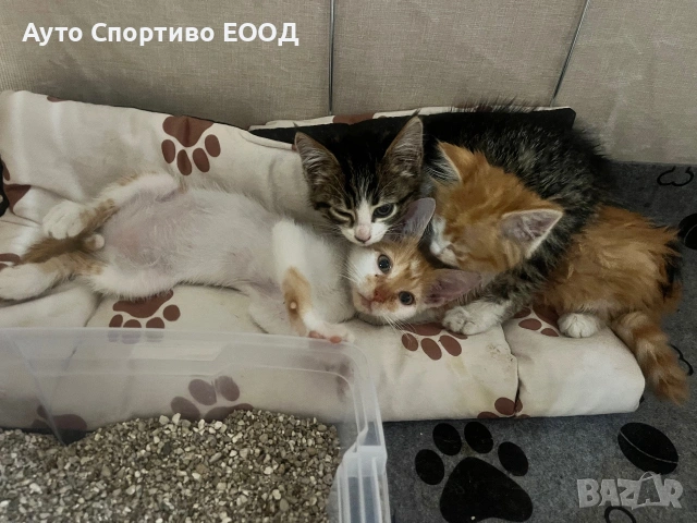 Подаряват се котенца, майка хималайка