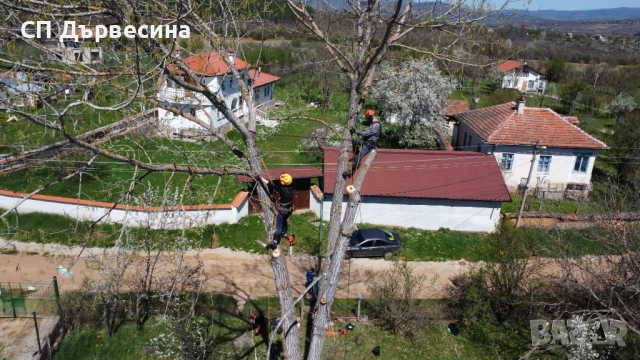Премахване Рязане Отсичане Кастрене на Опасни Дървета Арбористи Автовишка / Кран, снимка 10 - Други - 54427028