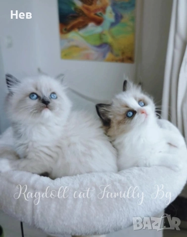 Ragdoll рагдол/регдол  котe / котета