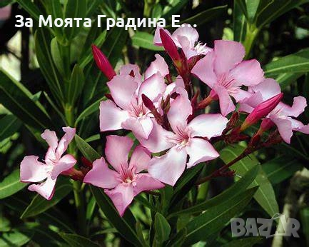 Зокум - Олеандър, снимка 4 - Градински цветя и растения - 54108958