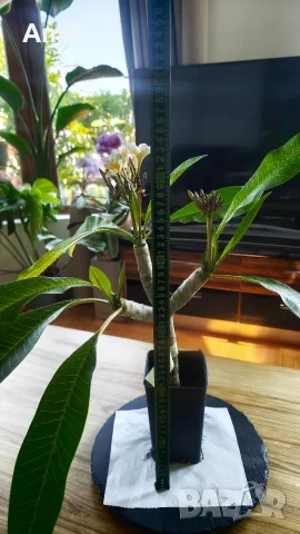 🌸 Плумерия (Frangipani) – Красиво оформено растение с цвят и много пъпки, снимка 4 - Градински цветя и растения - 55351559