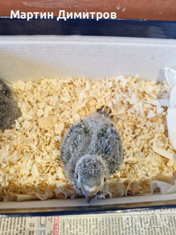 Пирура Молина , снимка 2 - Папагали - 54098761