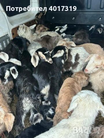 продавам ярета за информация звъннете 