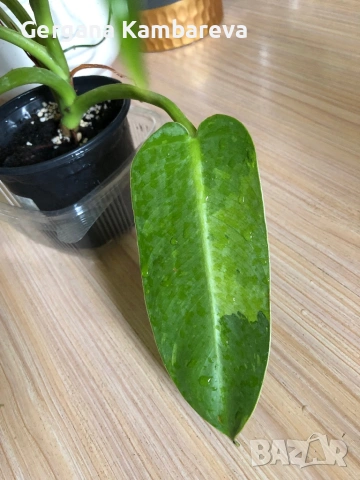 Philodendron Jose Buono , снимка 2 - Стайни растения - 54942021