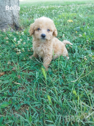 Малтипу/Maltipoo, снимка 2 - Пудели - 55166935
