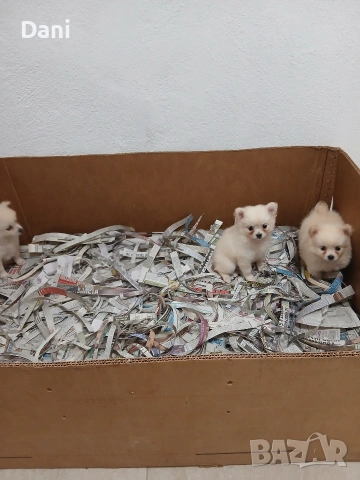 Mini Pomerani, снимка 9 - Померан - 55083566