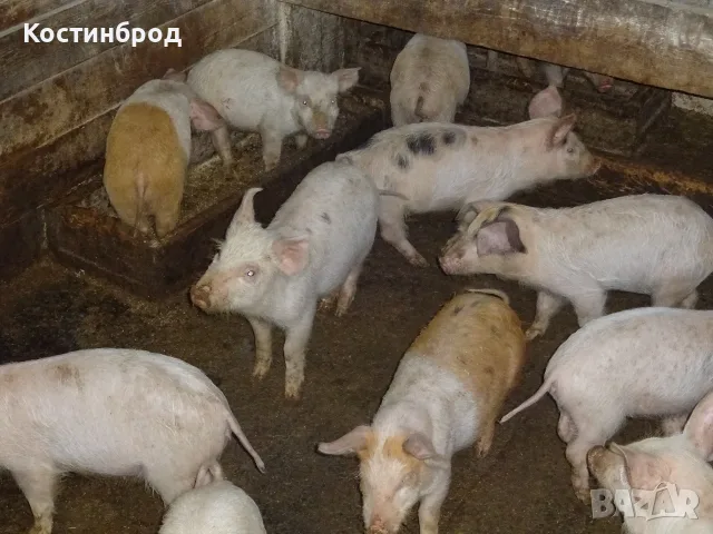 СВИНЕ МАЙКИ И прасета  - ЛИКВИДАЦИЯ, снимка 6 - Прасета - 55636190