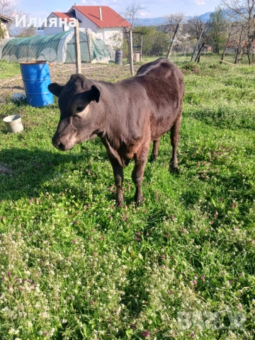 Женско теле на 11 месеца, снимка 2 - Крави - 54246249