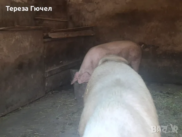 🐷 Продавам бели прасета (прасенца) 🐖 гр. Кнежа - 1 свободно, снимка 6 - Прасета - 51024233