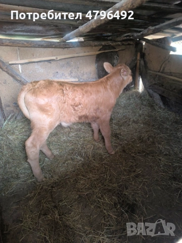 мъжко теле , снимка 2 - Крави - 54189835