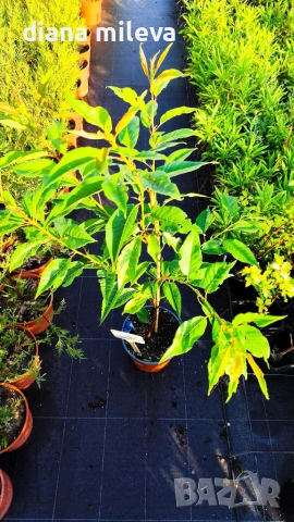 Японска Вишна Канзан, Сакура, Prunus Serrulata Kanzan, снимка 14 - Градински цветя и растения - 55161099