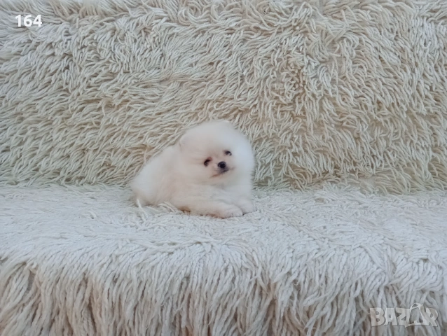 Мини Померан , снимка 2 - Померан - 54126695