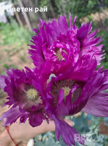 15 вида семена на цветя , снимка 8 - Градински цветя и растения - 55425566