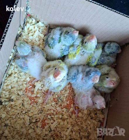 Ръчно хранени папагали монах , снимка 2 - Папагали - 55062617