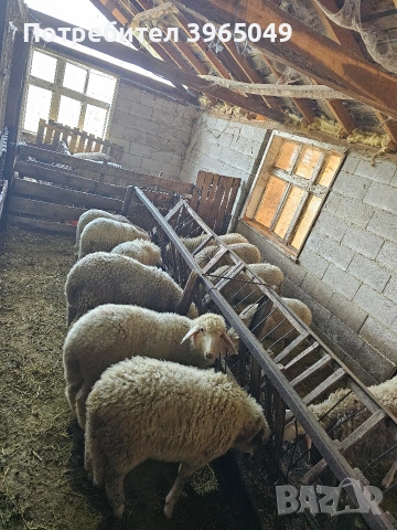 продавам агнета месодайни и плевенски 6 € на килограм, снимка 2 - Овце - 54374531