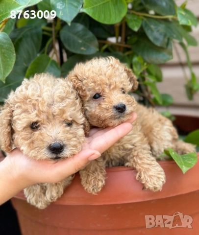 Пудел той , снимка 3 - Пудели - 54325435