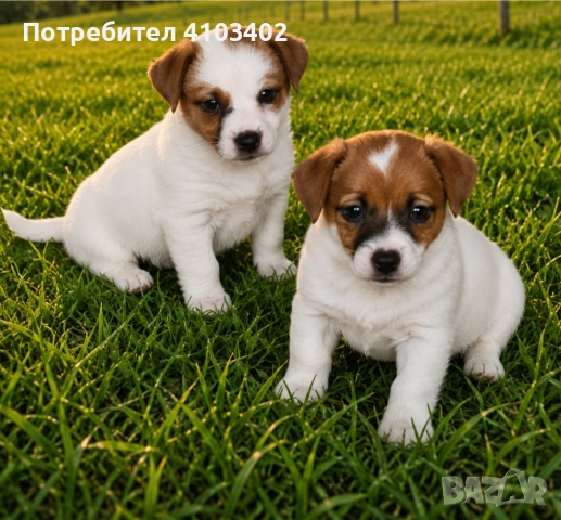 Джак Ръсел териер , снимка 4 - Джак ръсел териер - 55189824