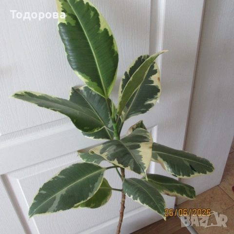 фикус еластика двуцветен, снимка 2 - Стайни растения - 55062114