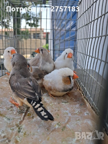 продавам млади финки