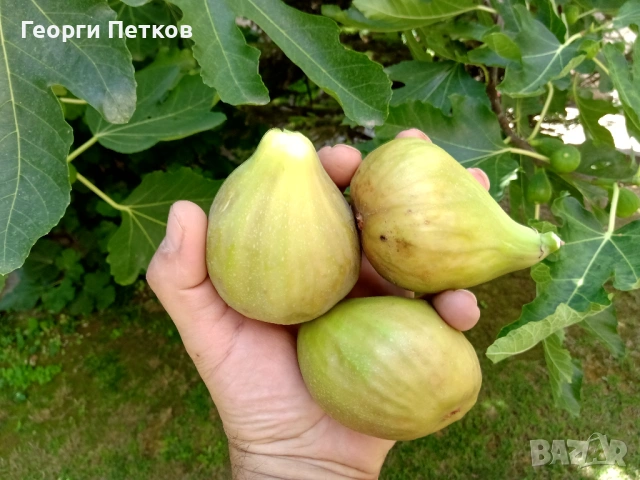 Смокини с височина 25 - 30см., снимка 3 - Градински цветя и растения - 54262046