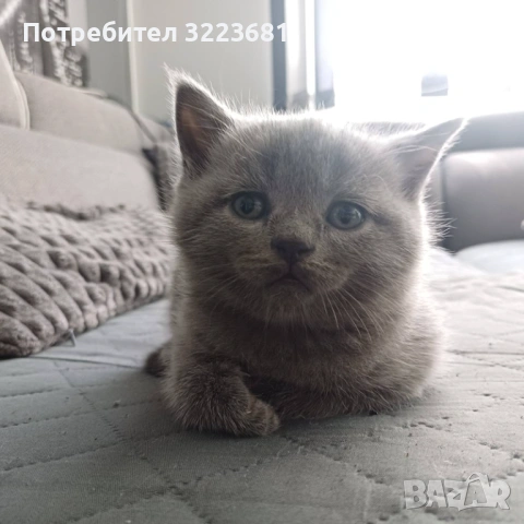 Британски късокосмести котета, снимка 3 - Британска късокосместа - 54386601